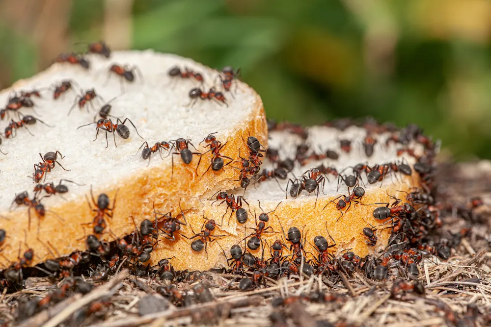 fire ants on bread