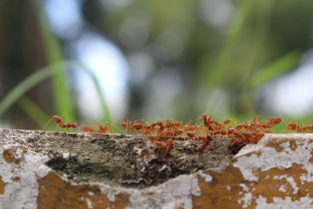 fire ants walking