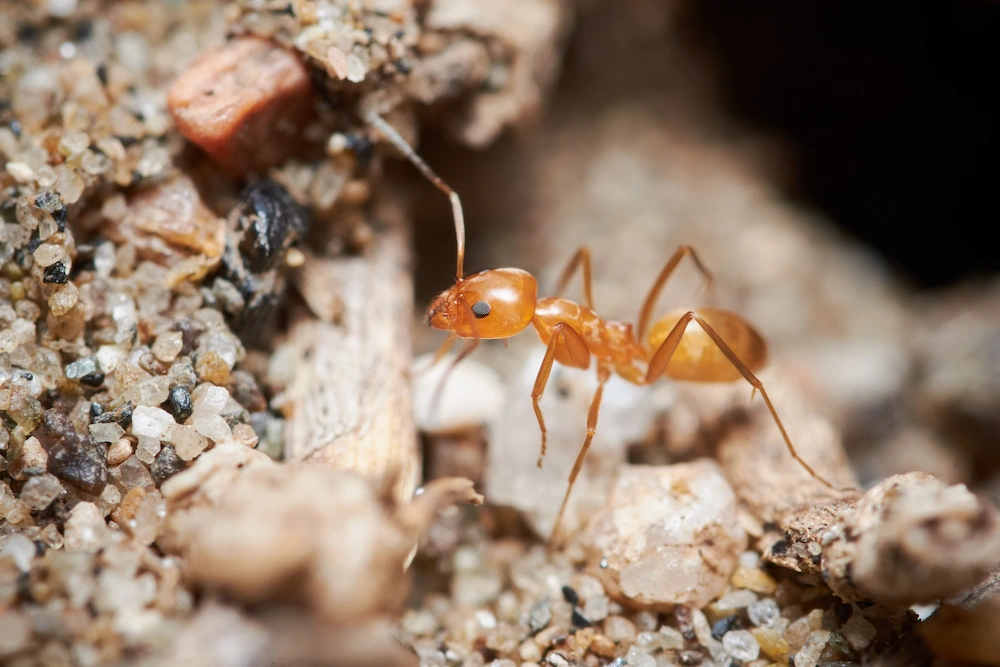 fire ant in nest