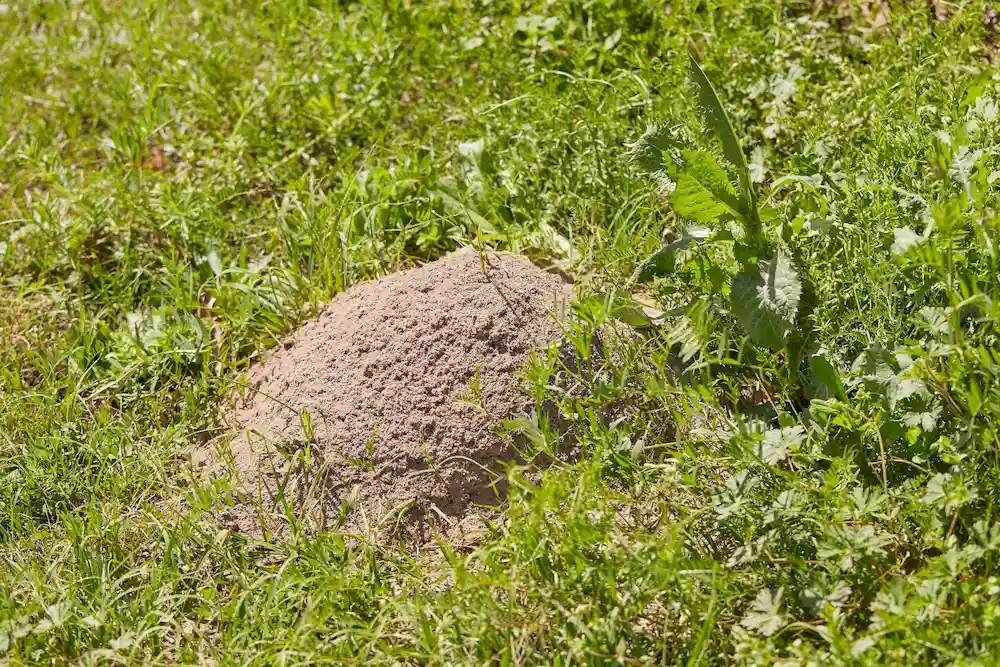 fire ant hill