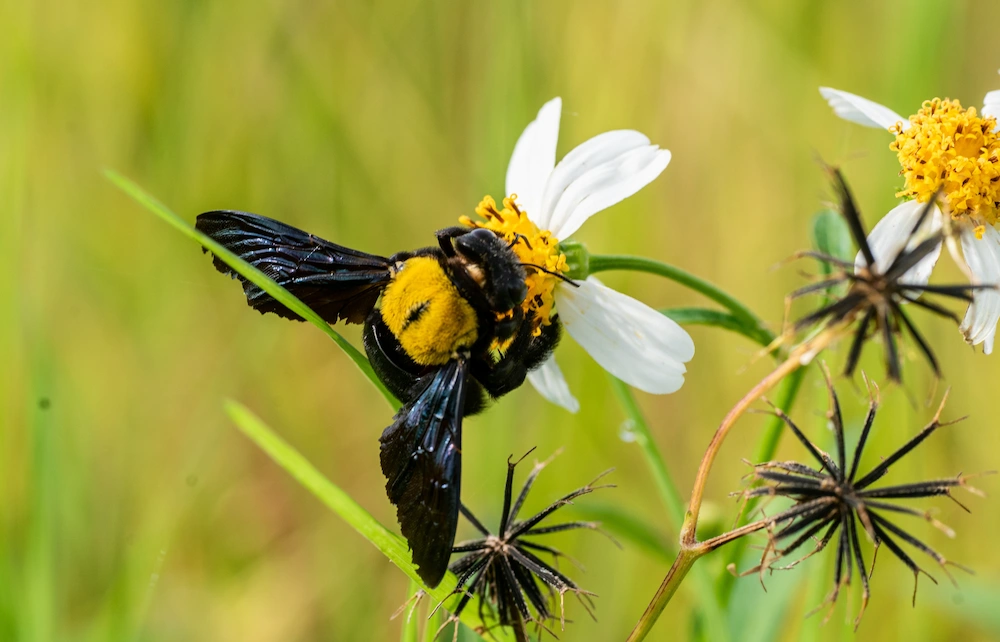 bee on flower