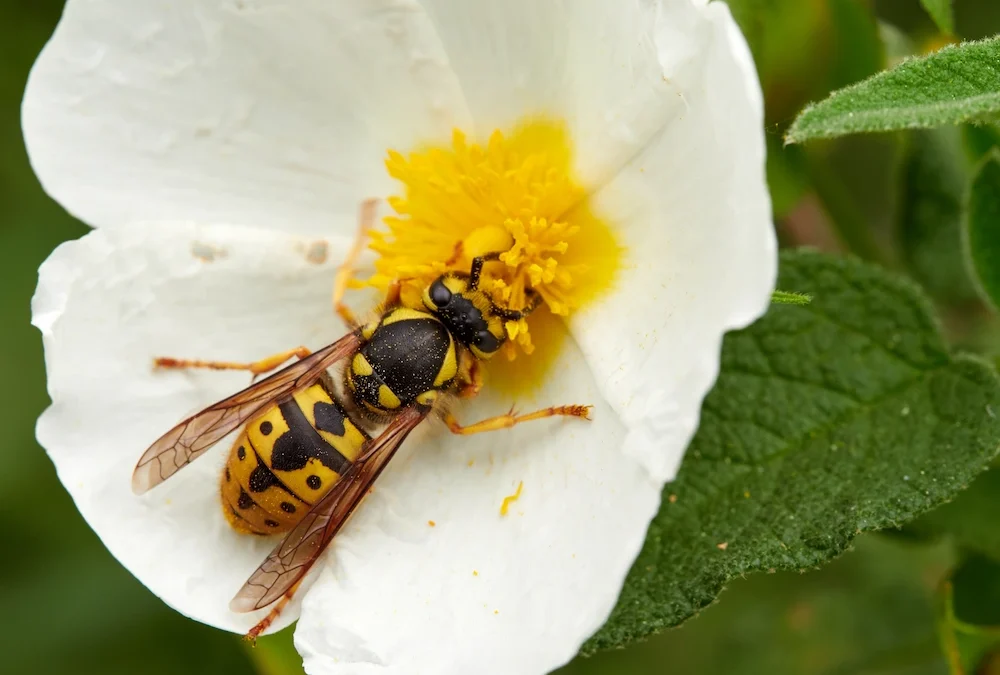 How Stinging Insects Gather Food
