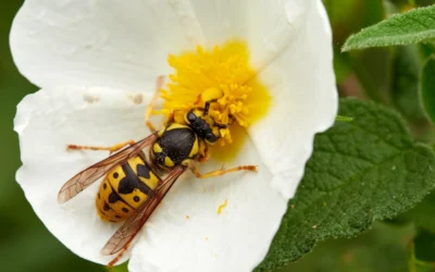 How Stinging Insects Gather Food