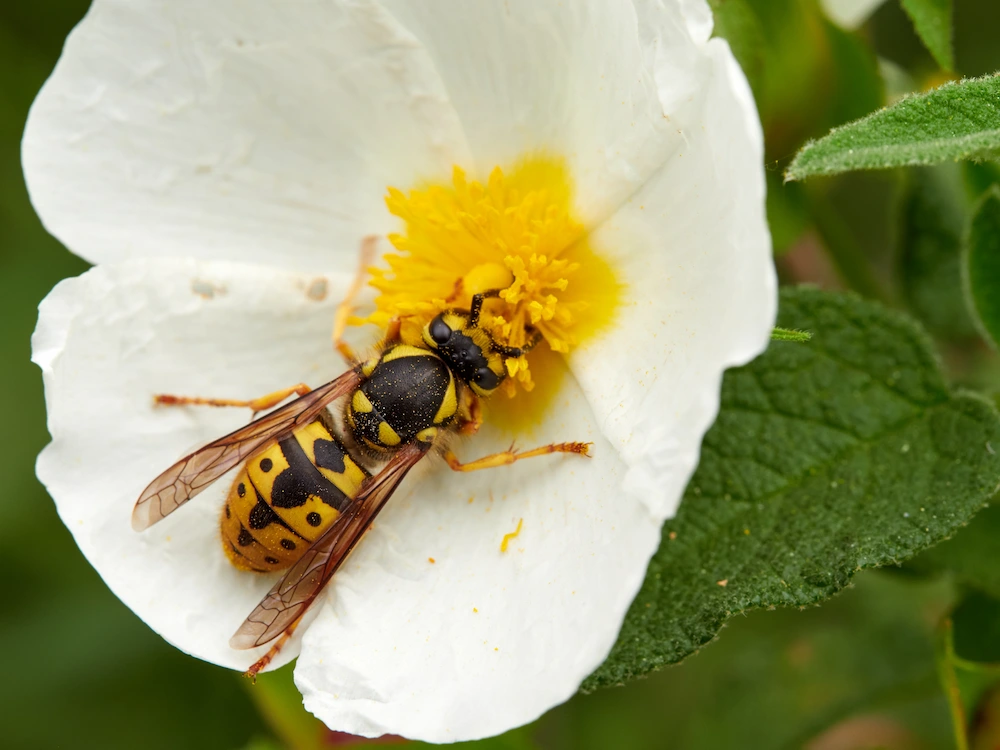 how stinging insects gather food