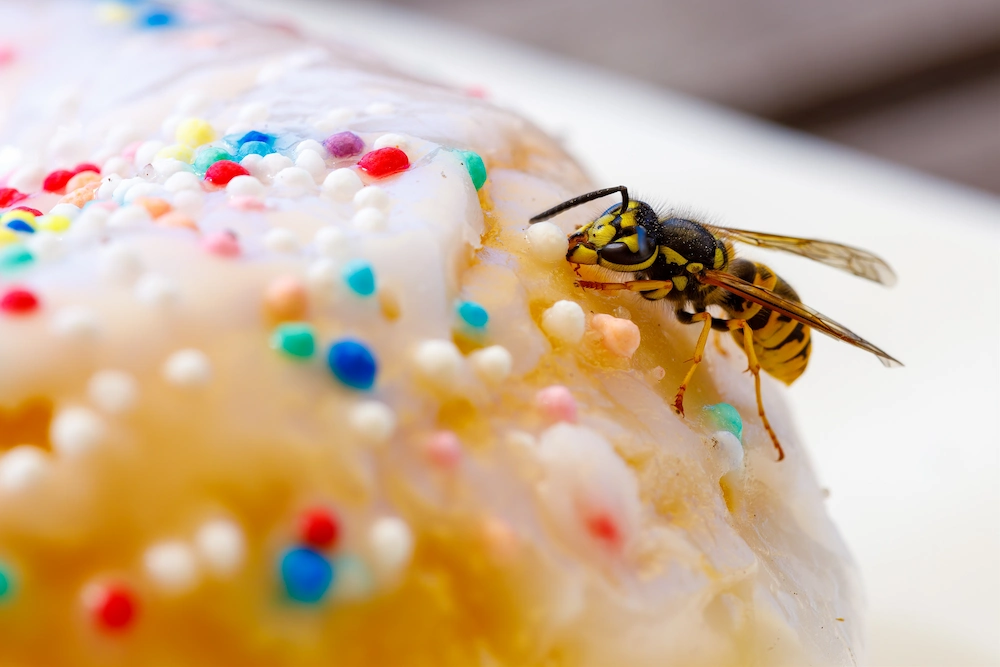 wasp on cookie