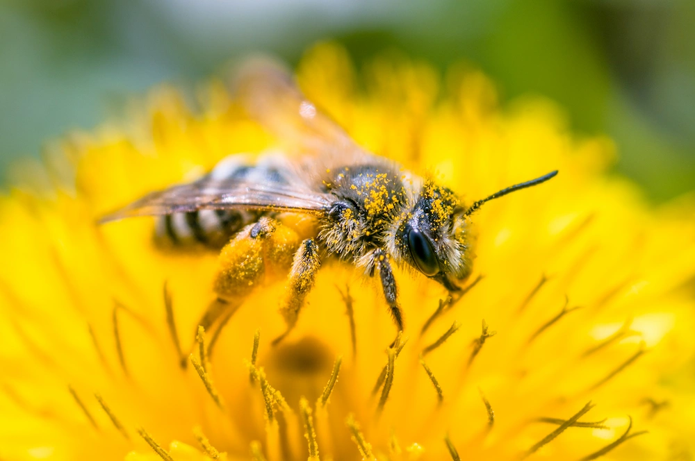 bee on flower with pollen