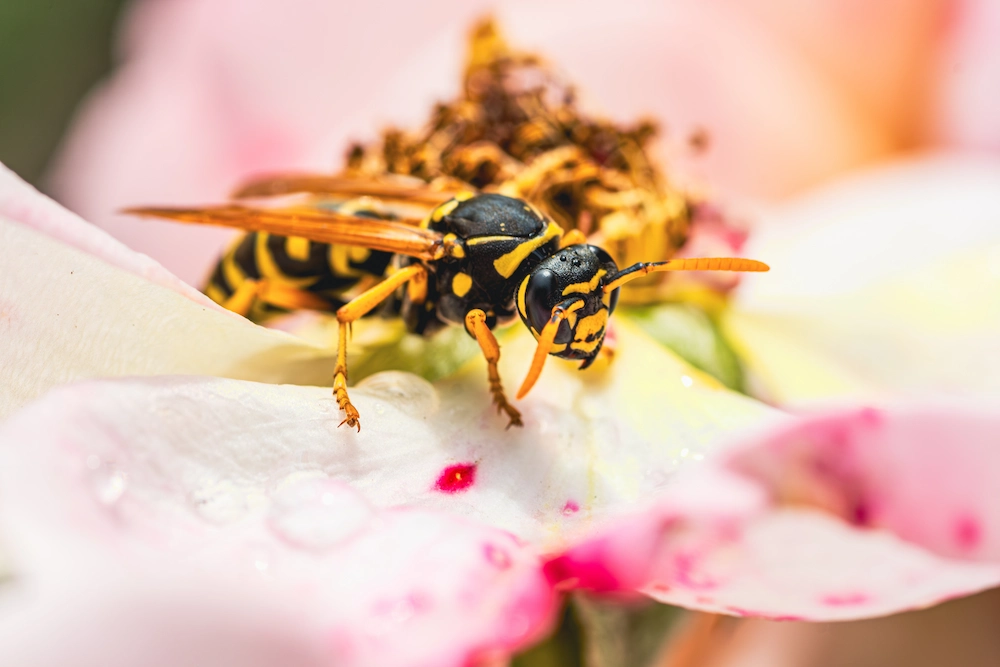 wasp on flower