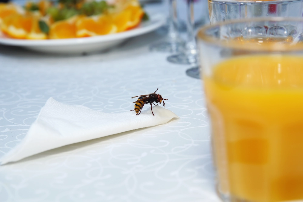 wasp on table