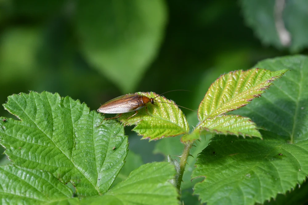 roach on green plant