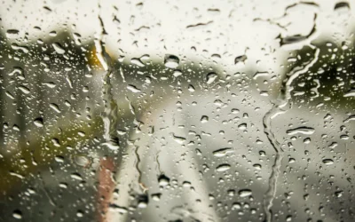 Prevent Pests During the Rainy Season With These Tips