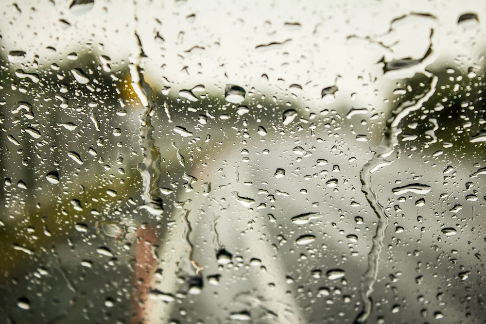 Prevent Pests During the Rainy Season With These Tips