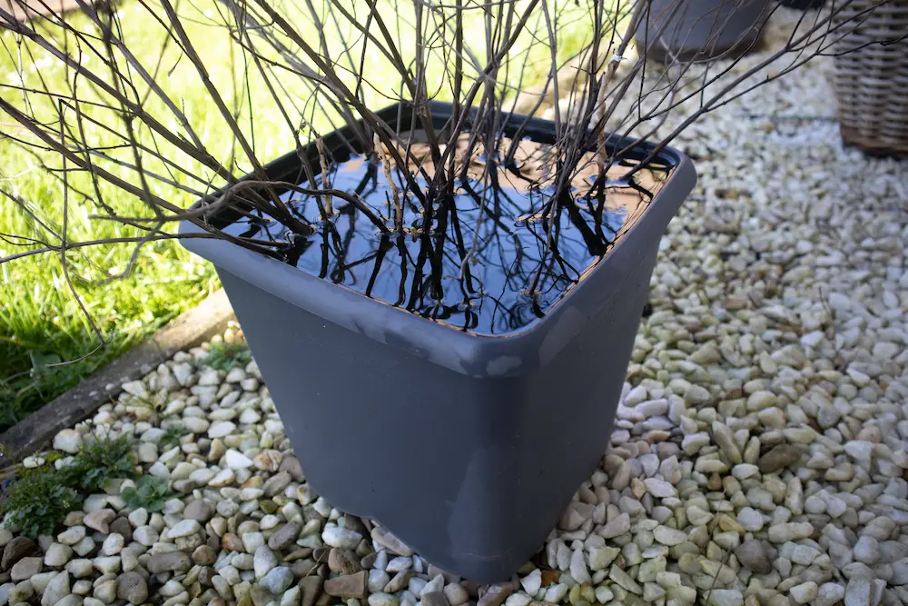 tree in bucket full of water