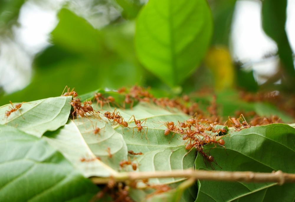 Ants on a leaf