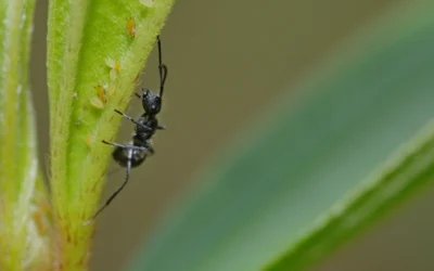 Fire Ants vs. Odorous House Ants: Differences and Lifestyles