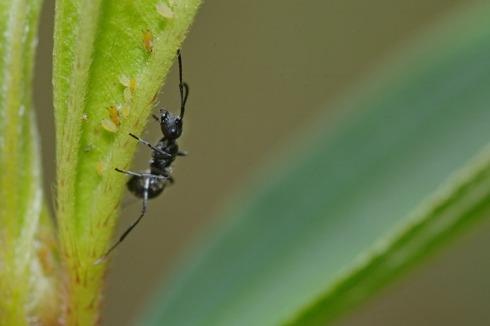 Fire Ants vs. Odorous House Ants: Differences and Lifestyles