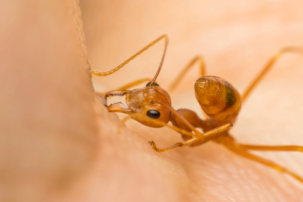 Ant bite