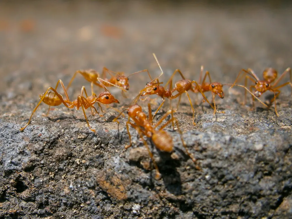 fire ants