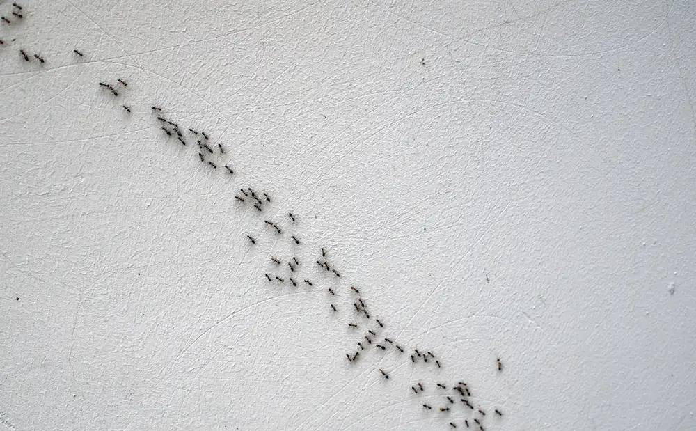 Ant trail