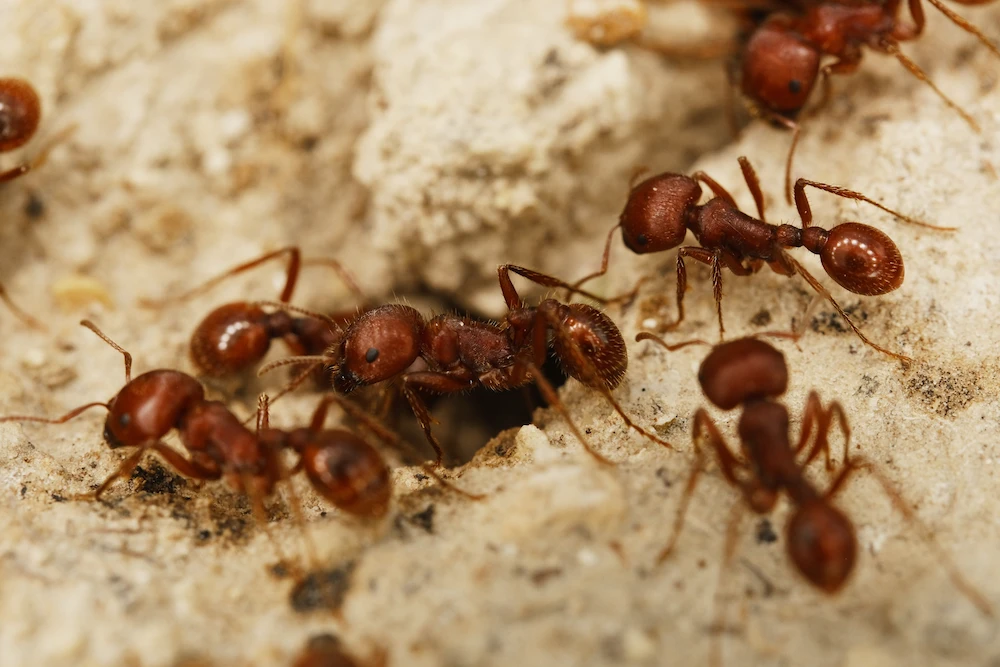 ant colony