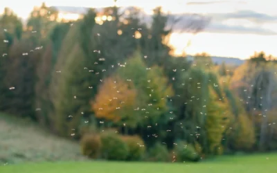 Signs You Have a Mosquito Infestation: Swarms, Bites, and More