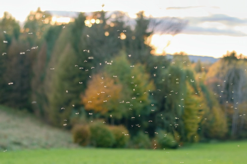 Signs You Have a Mosquito Infestation: Swarms, Bites, and More