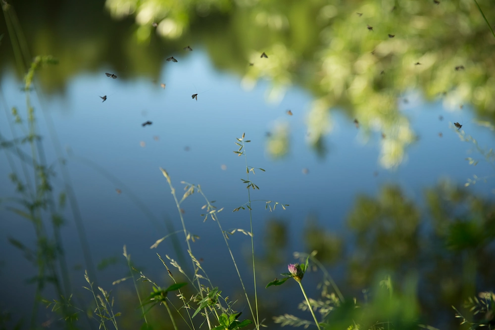 mosquito swarm