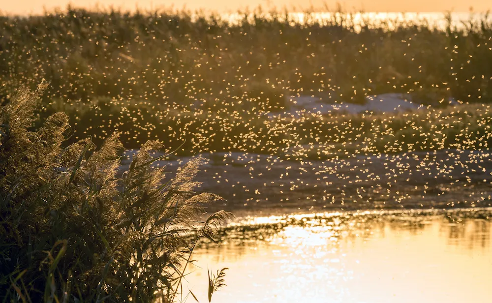 mosquito swarm