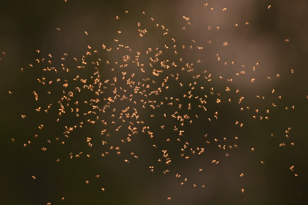 mosquito swarm