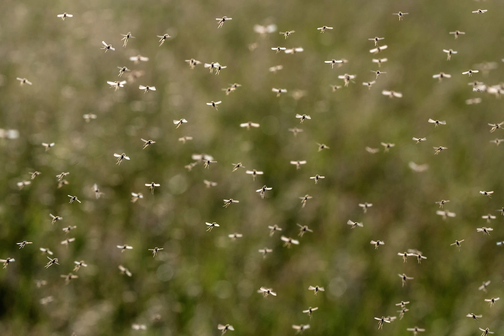mosquito swarm