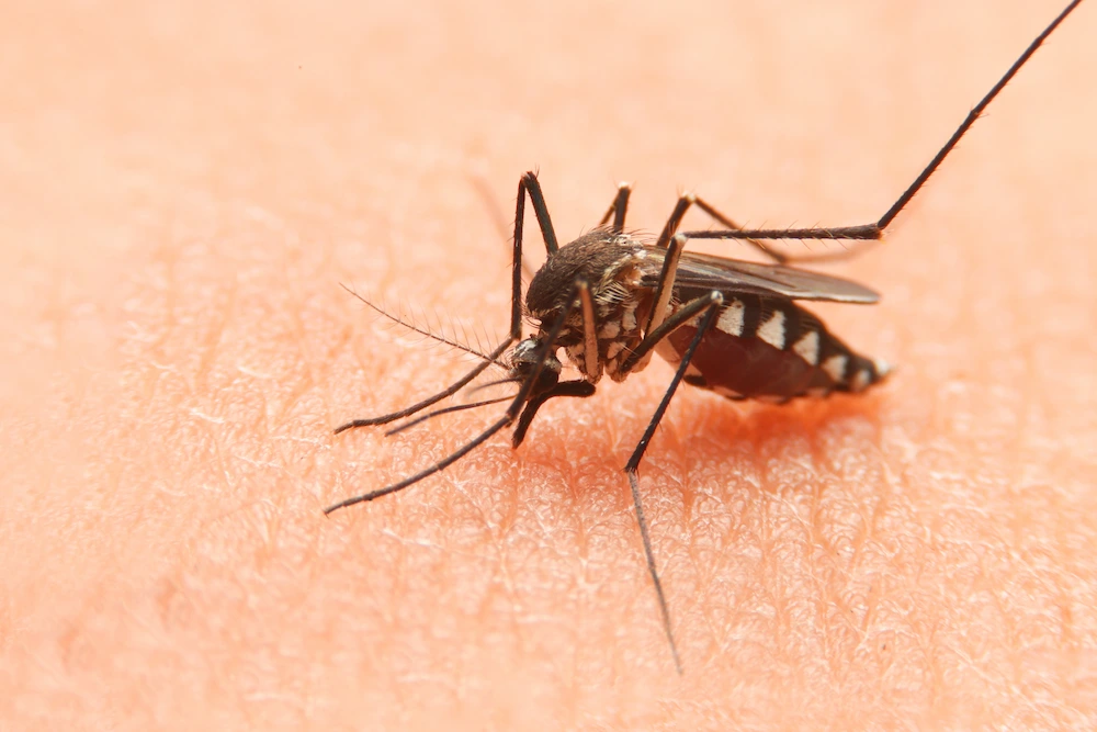 mosquito bite
