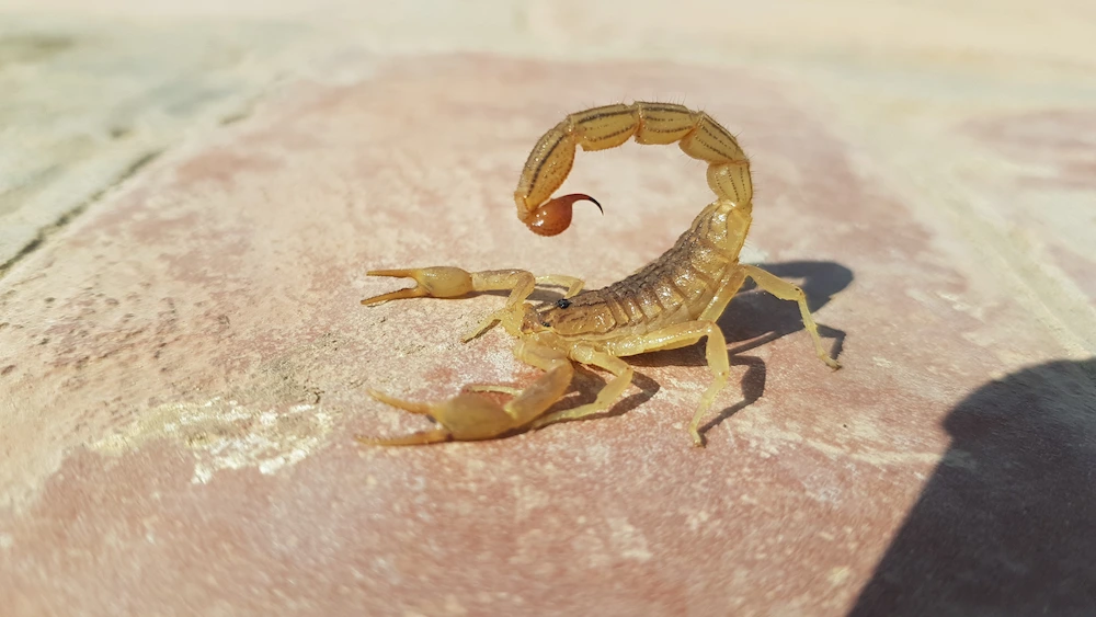 scorpion