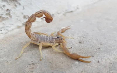 Scorpion Sting Symptoms: What to Expect and How to Prevent Stings
