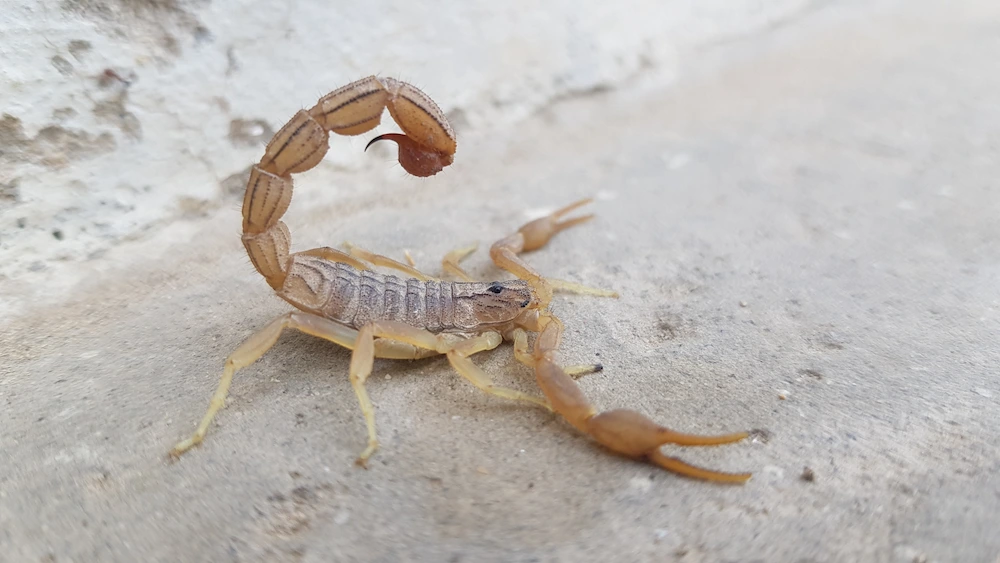 Scorpion Sting Symptoms: What to Expect and How to Prevent Stings