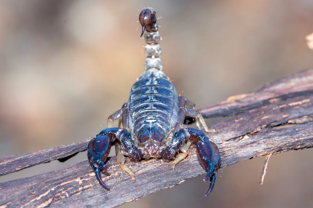 scorpion