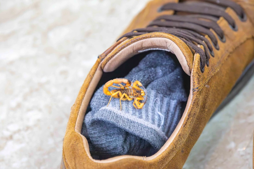 scorpion in shoe