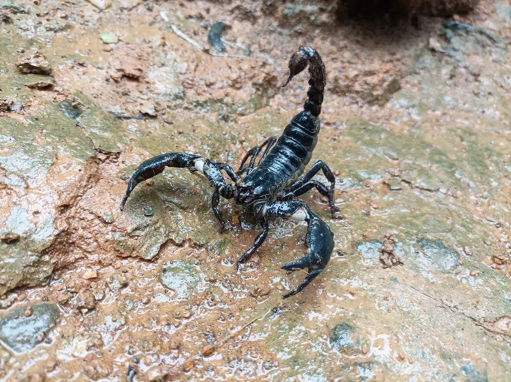 scorpion