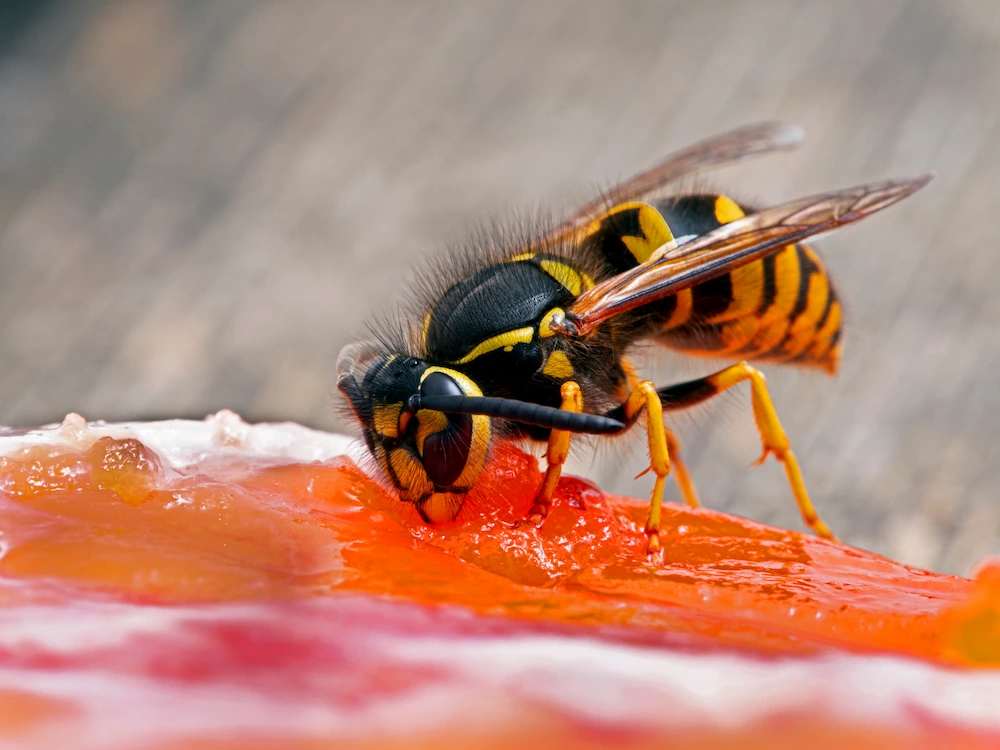yellow jacket