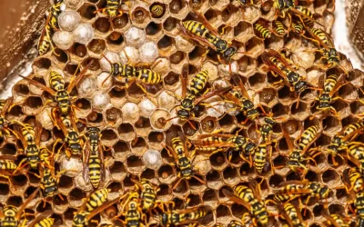 How to Get Rid of Yellow Jackets: Nest Locations and Prevention Tips
