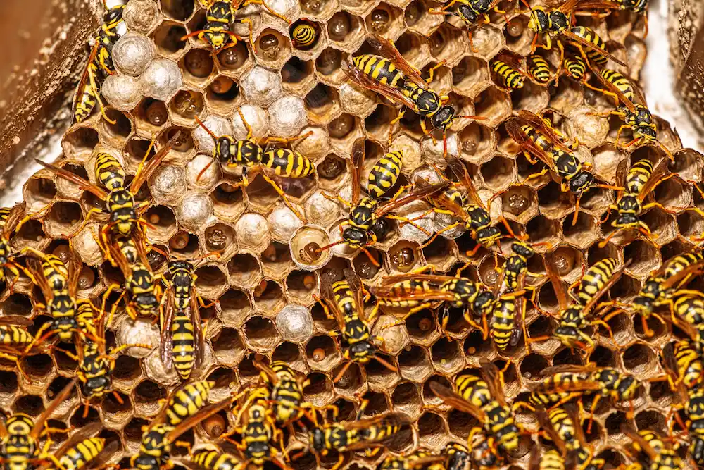 How to Get Rid of Yellow Jackets: Nest Locations and Prevention Tips