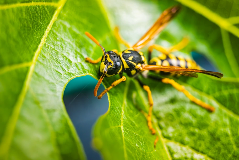 yellow jacket on leaf