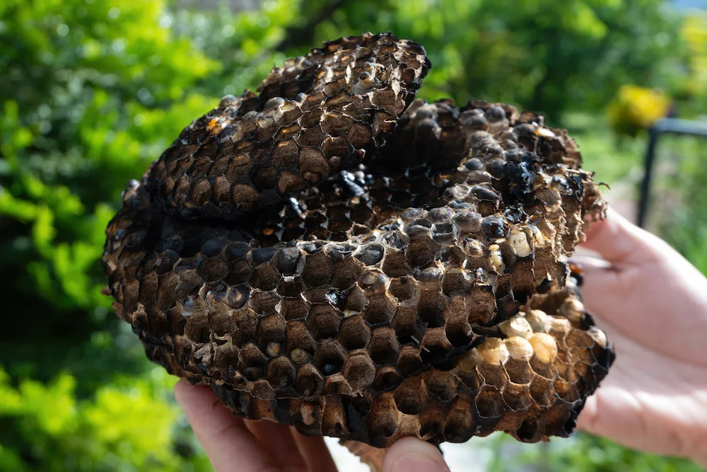 wasp nest