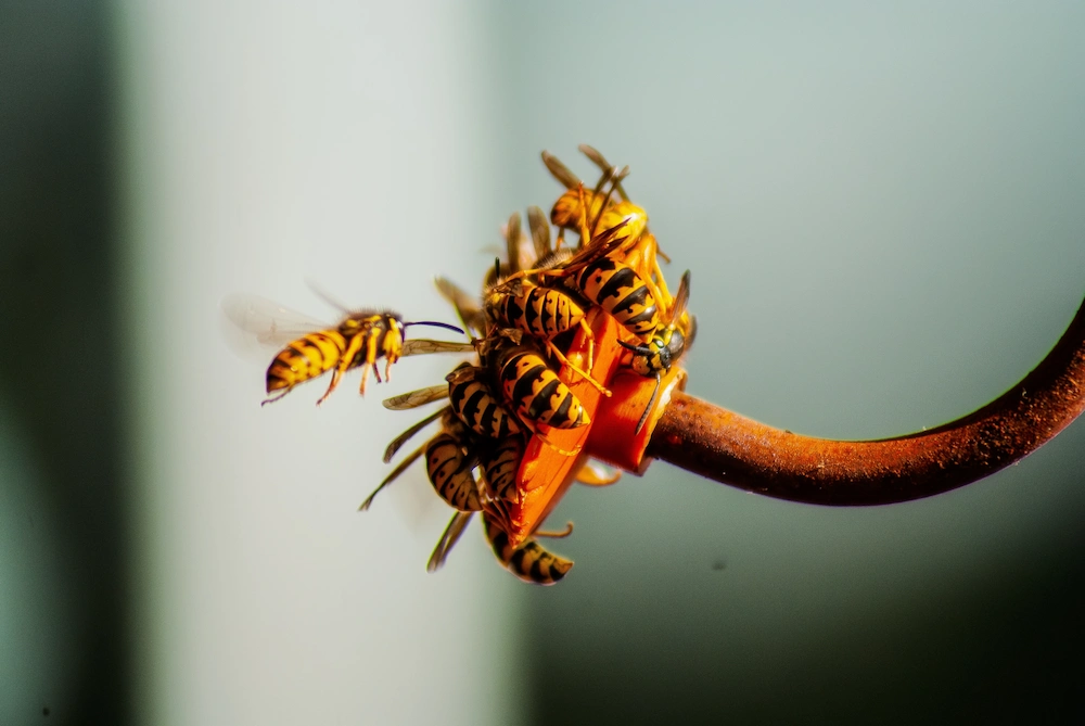yellow jackets
