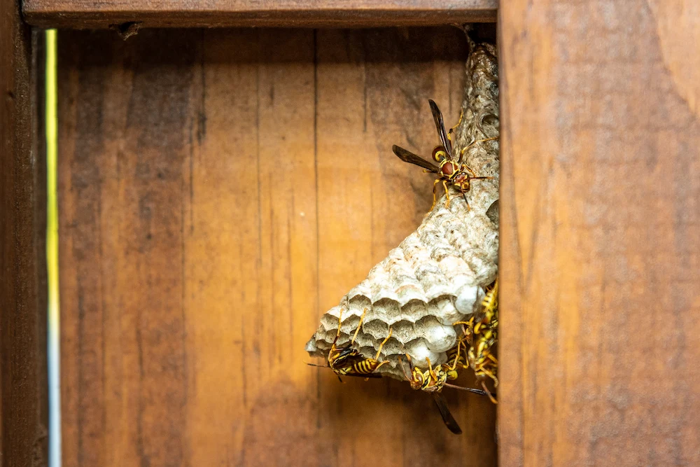 yellow jacket nest