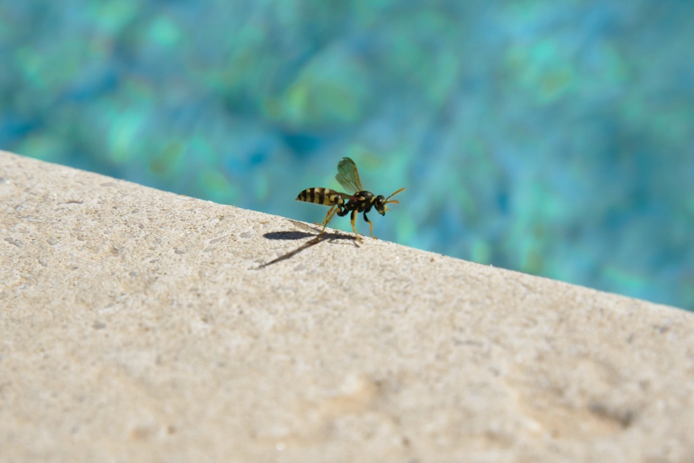wasp near pool