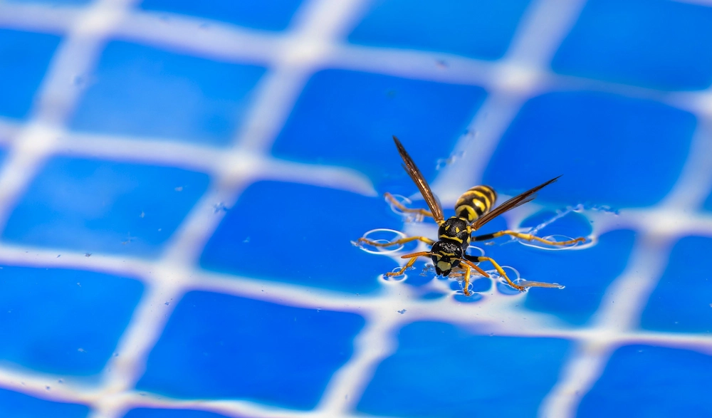 How to Prevent Pool Pests: Common Swimming Pool Pests & Prevention Tips