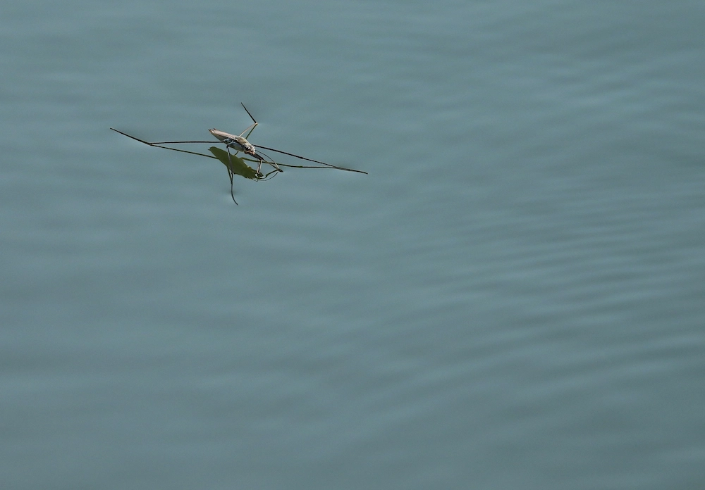 water bug