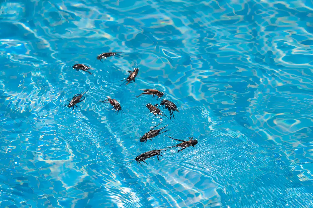 roaches in pool