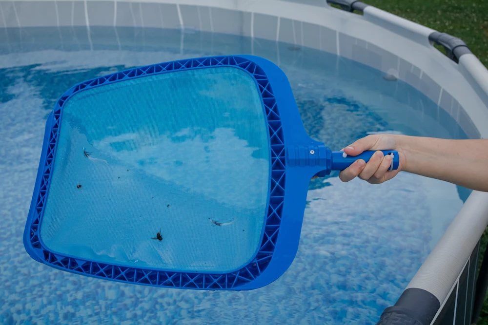 bugs in pool