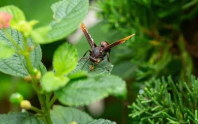 Why Do Pests Love My Yard? Attractants and How to Prevent Them