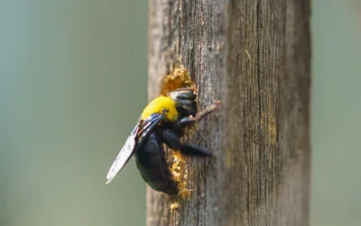 The Interesting Lives of Carpenter Bees: How They Build Their Nests and Find Food